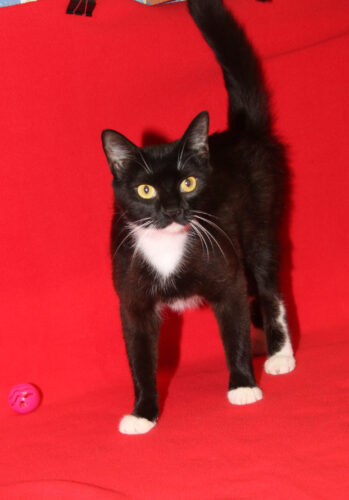Adopt-a-pet: Las Trancas